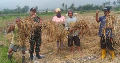 Pendampingan Serapan Gabah Wilayah Koramil 1108/Kadungora