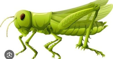 Belalang Dalam Kotak